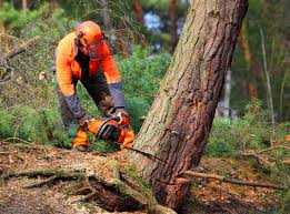 How Our Tree Care Process Works  in  Greensburg, IN