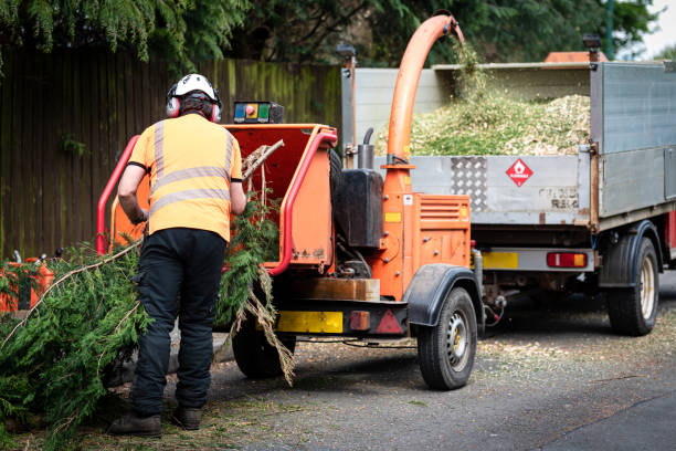 Trusted Greensburg, IN Tree Removal Experts