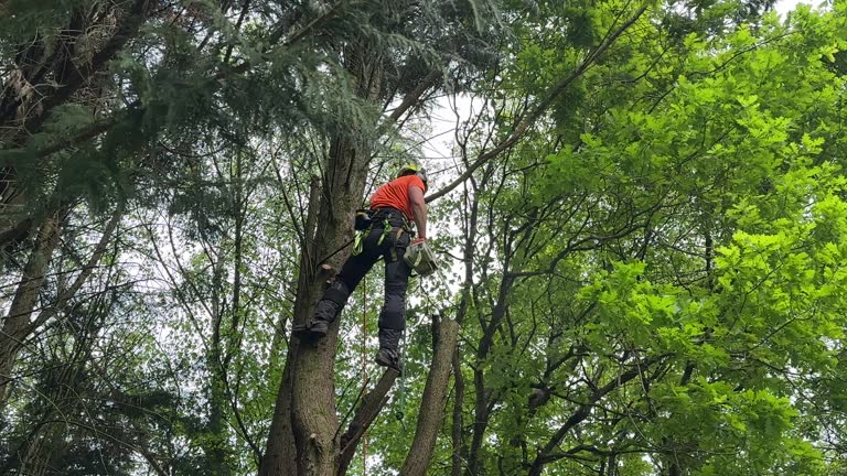 Best Hazardous Tree Removal  in Greensburg, IN