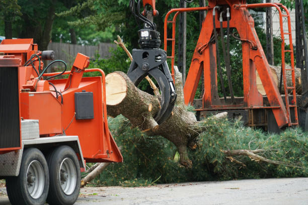 Best Tree Preservation Services  in Greensburg, IN