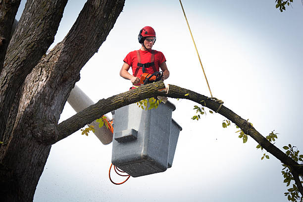 Best Stump Grinding and Removal  in Greensburg, IN