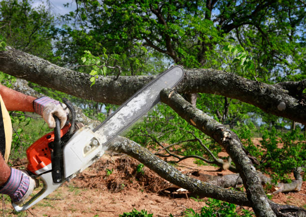 Best Tree Cabling and Bracing  in Greensburg, IN